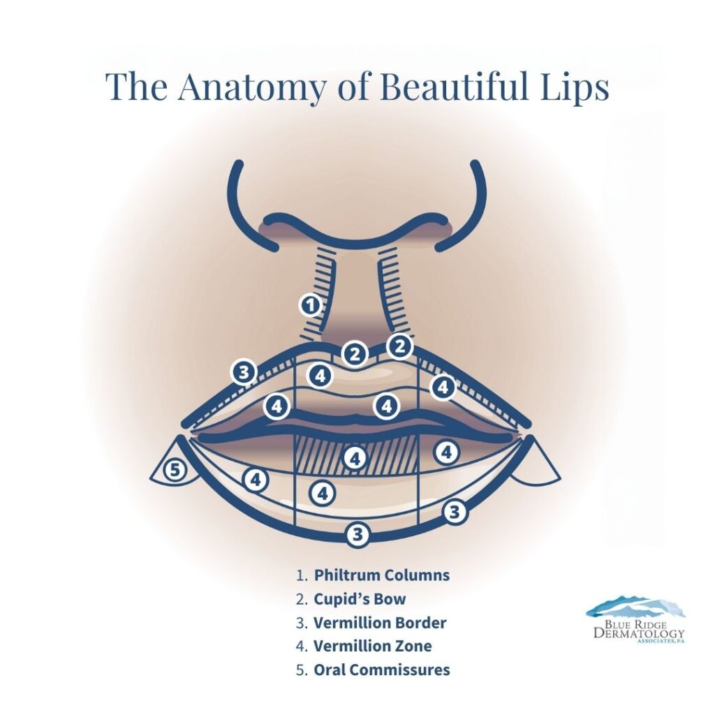 Anatomy of Beautiful Lips